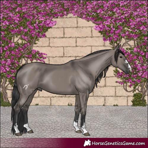 Horse Color:Grullo 
