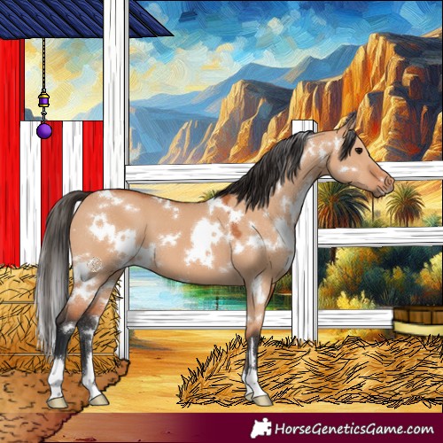 Horse Color:White Spotted Bay Dun 