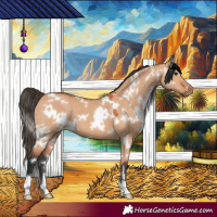 Horse Color:White Spotted Bay Dun 