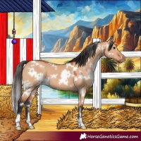 Horse Color:White Spotted Bay Dun 