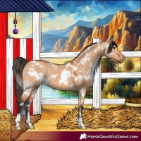 Horse Color:White Spotted Bay Dun 