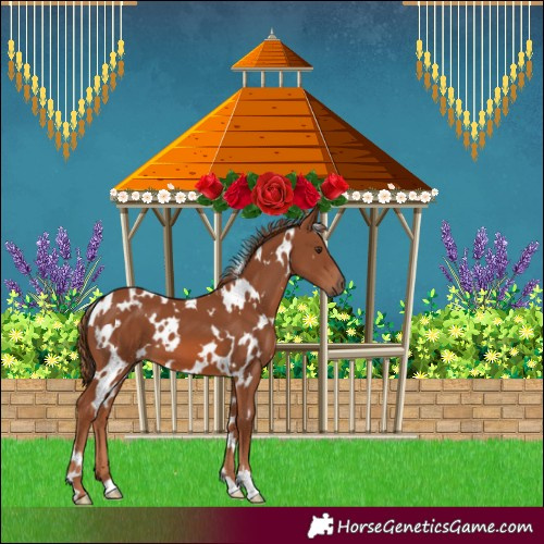 Horse Color:White Spotted Chestnut 