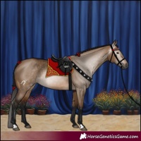 Horse Color:Gray Bay Dun 