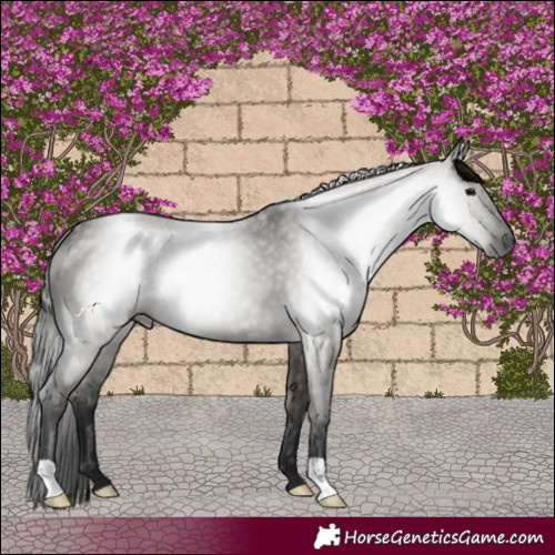 Horse Color:Gray Grullo 