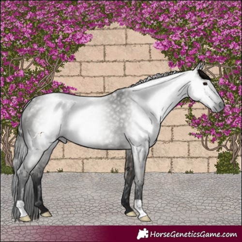 Horse Color:Gray Grullo 