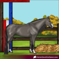 Horse Color:Grullo