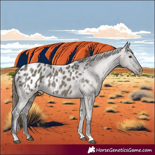 Horse Color:Grullo Appaloosa 