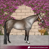 Horse Color:Gray Brown Dun