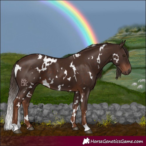 Horse Color:White Spotted Liver Chestnut 