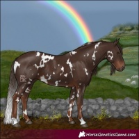 Horse Color:White Spotted Liver Chestnut