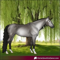 Horse Color:Gray Grullo 