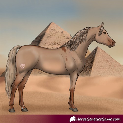 Horse Color:Red Dun 