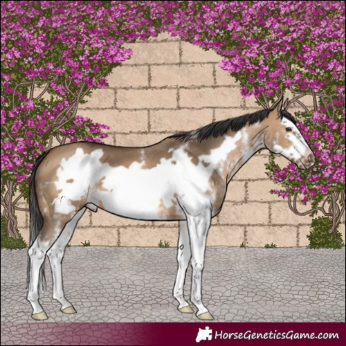 Horse Color:White Spotted Bay Dun Splash Frame 