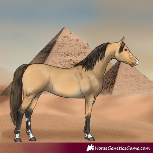 Horse Color:Buckskin Dun 