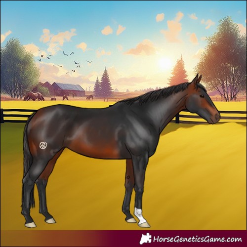 Horse Color:Bay 