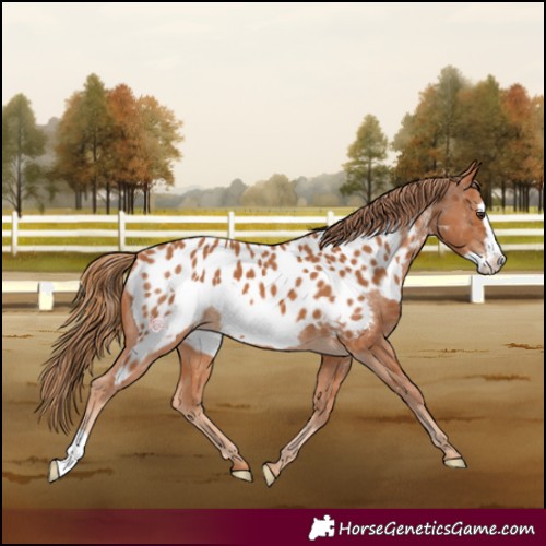 Horse Color:Chestnut Frame Appaloosa 