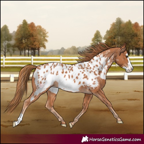 Horse Color:Chestnut Frame Near Leopard 