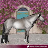 Horse Color:Gray Grullo 