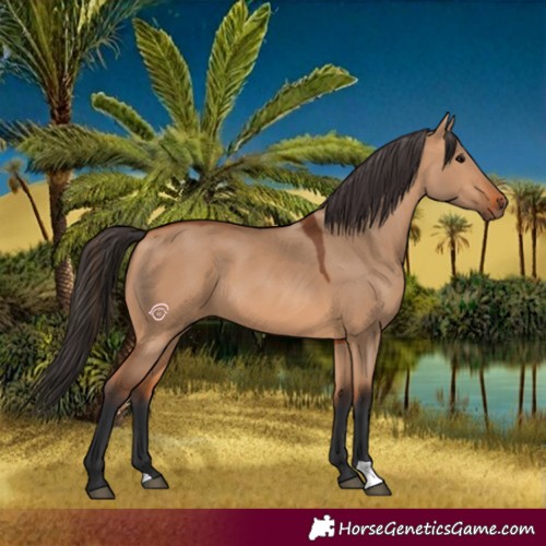 Horse Color:Bay Dun 
