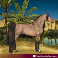 Horse Color:Bay Dun 
