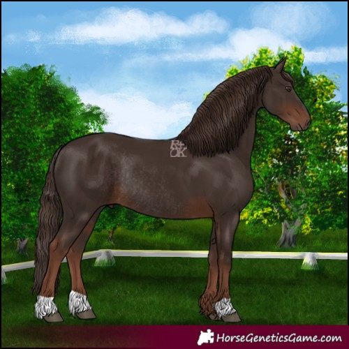 Horse Color:Liver Chestnut Rabicano 