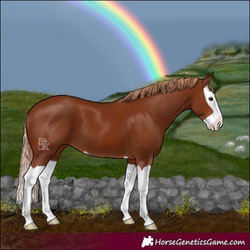 Horse Color:Chestnut Splash 