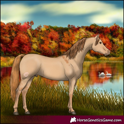 Horse Color:Red Dun 