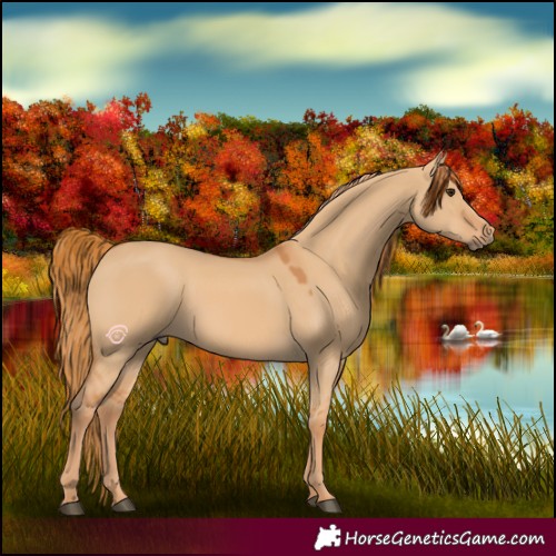Horse Color:Red Dun 