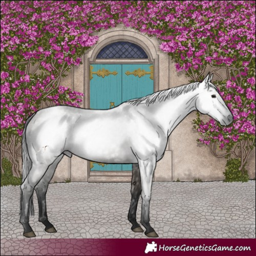 Horse Color:Gray Grullo 