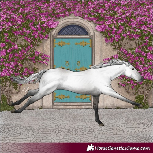 Horse Color:Gray Grullo 