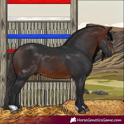 Horse Color:Bay 