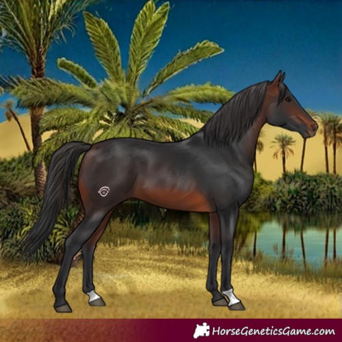Horse Color:Brown 