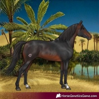Horse Color:Brown 