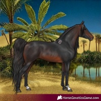 Horse Color:Brown 