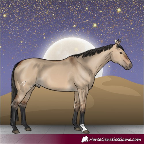 Horse Color:Bay Dun 