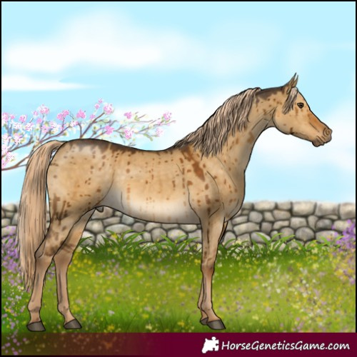 Horse Color:Chocolate Palomino Dun Brindle 