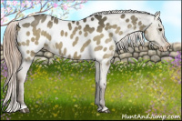 Horse Color:Liver Red Dun Sabino Appaloosa 