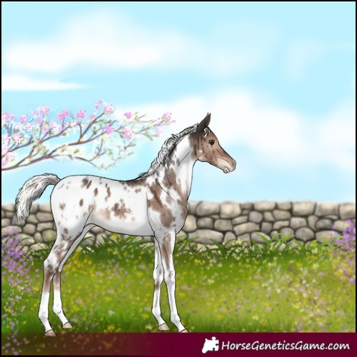 Horse Color:White Spotted Liver Red Dun Mushroom Appaloosa Brindle 