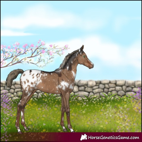 Horse Color:Gray White Spotted Liver Red Dun Mushroom Appaloosa 