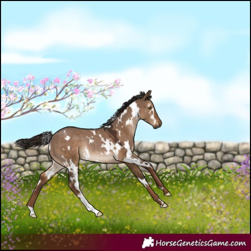 Horse Color:Gray White Spotted Liver Red Dun Rabicano 