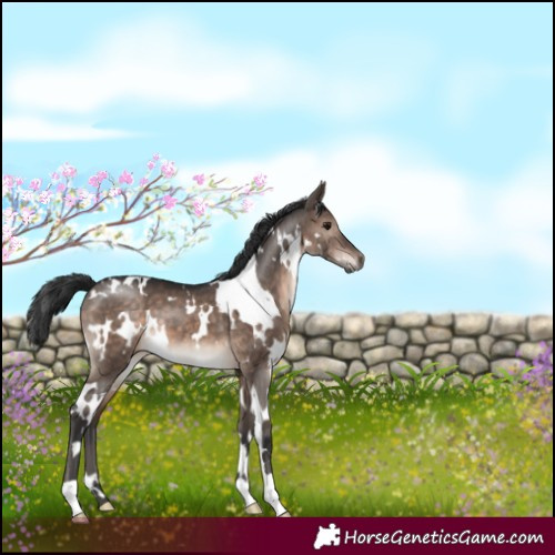 Horse Color:White Spotted Brown Dun Mushroom 