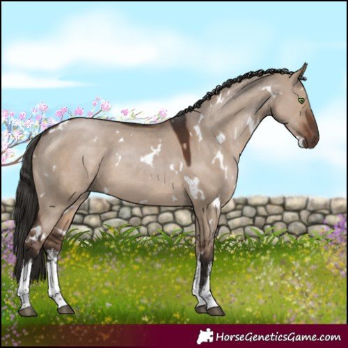 Horse Color:White Spotted Liver Red Dun 