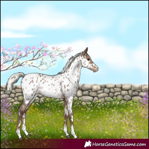 Horse Color:White Spotted Liver Red Dun Mushroom Sabino Appaloosa 
