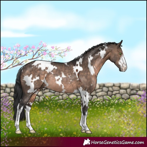 Horse Color:White Spotted Brown Dun Rabicano 