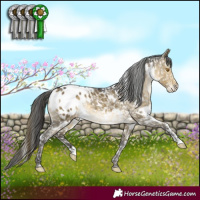 Horse Color:White Spotted Buckskin Dun Mushroom Appaloosa