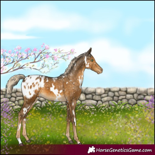 Horse Color:White Spotted Chocolate Palomino Mushroom Appaloosa 