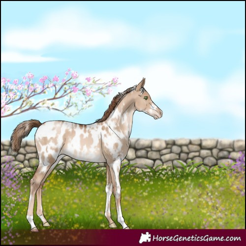 Horse Color:White Spotted Liver Red Dun Pearl Blanket 