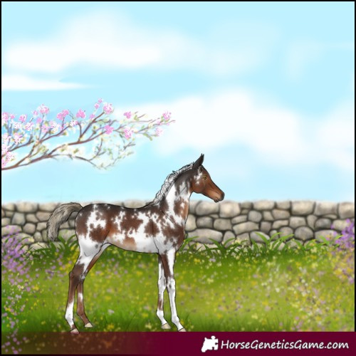 Horse Color:Gray White Spotted Liver Chestnut Mushroom 