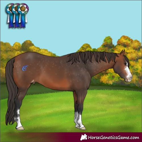 Horse Color:Bay Varnish 