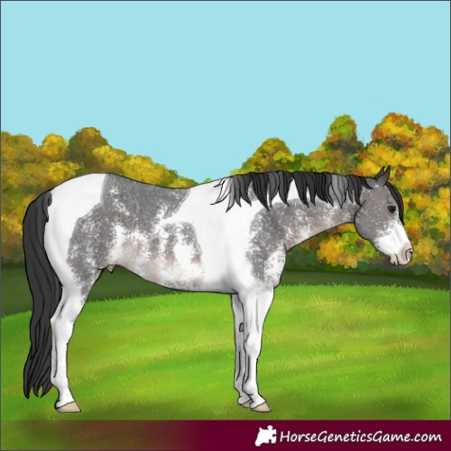 Horse Color:Brown Sabino Tobiano 